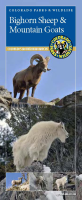 Bighorn_sheep___mountain_goats