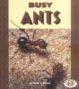 Busy_ants